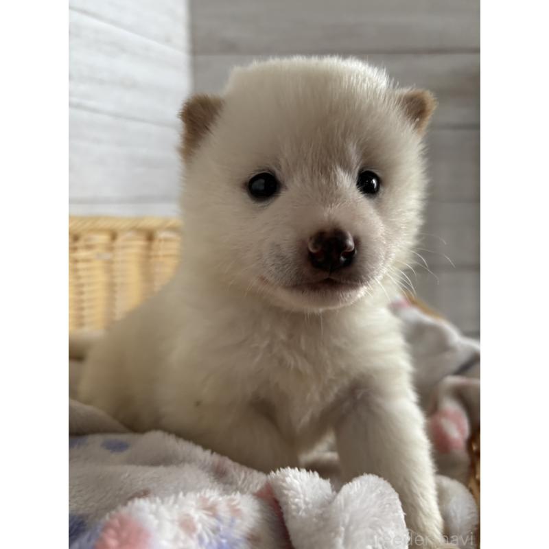 販売中の静岡県の柴犬-455709の5枚目