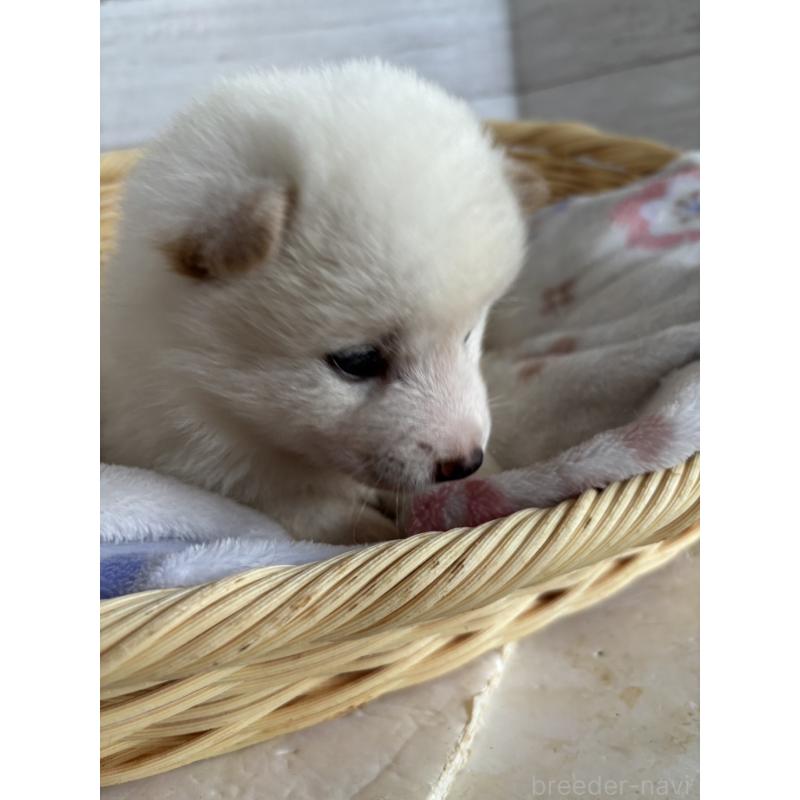 販売中の静岡県の柴犬-455709の4枚目