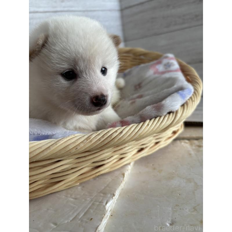 販売中の静岡県の柴犬-455709の3枚目