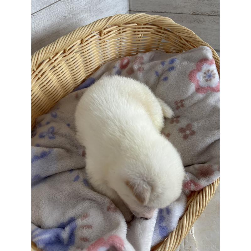 販売中の静岡県の柴犬-455709の2枚目