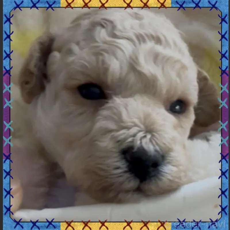 販売中の兵庫県のタイニープードル-455710の7枚目