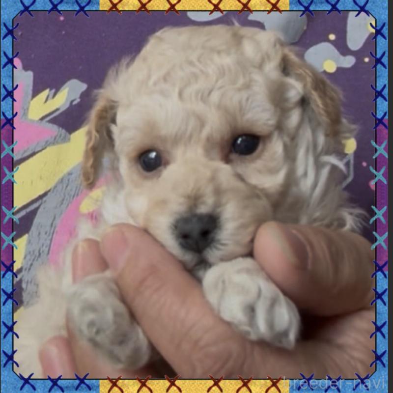 販売中の兵庫県のタイニープードル-455710