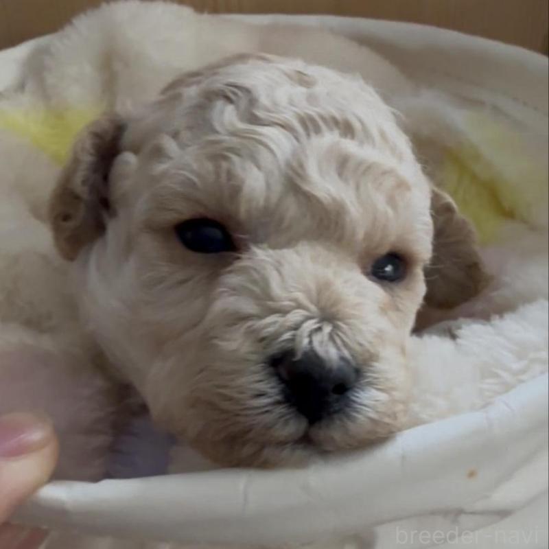 販売中の兵庫県のタイニープードル-455710の6枚目