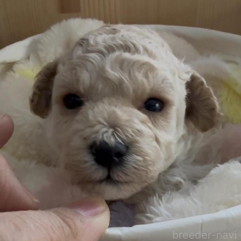 販売中の兵庫県のタイニープードル-455710の5枚目