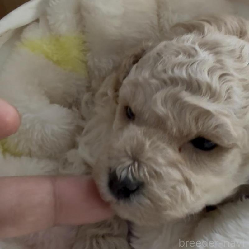 販売中の兵庫県のタイニープードル-455710の4枚目