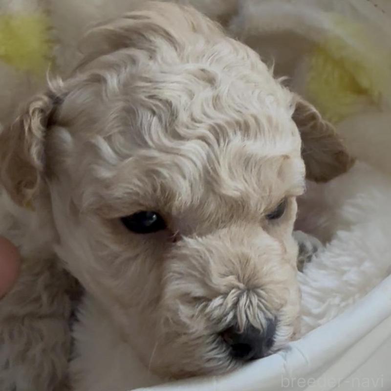 販売中の兵庫県のタイニープードル-455710の3枚目