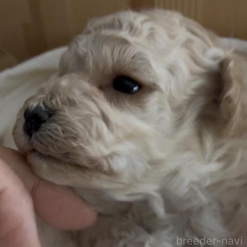 販売中の兵庫県のタイニープードル-455710の2枚目