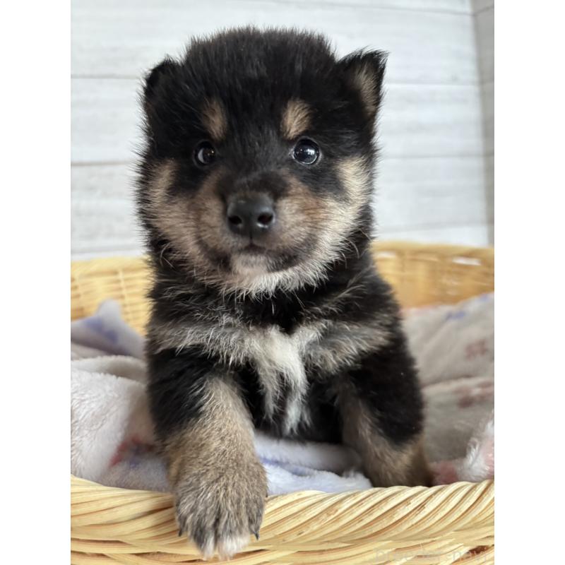 販売中の静岡県の柴犬-455711の8枚目