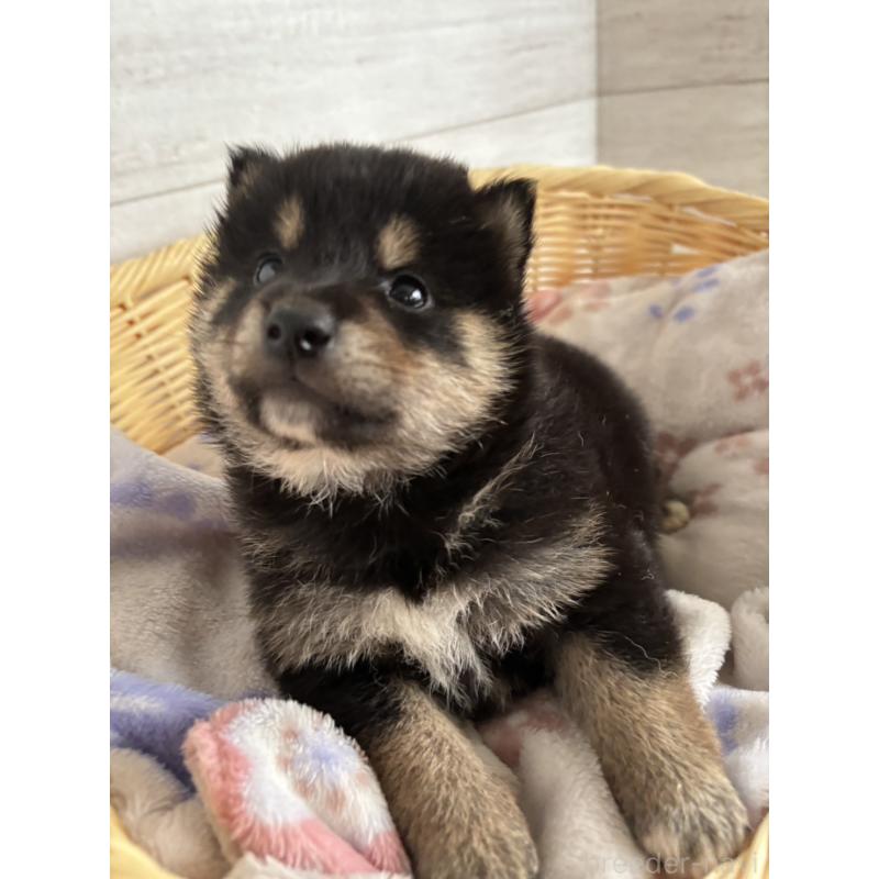 販売中の静岡県の柴犬-455711の7枚目