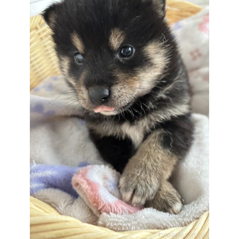 販売中の静岡県の柴犬-455711の6枚目