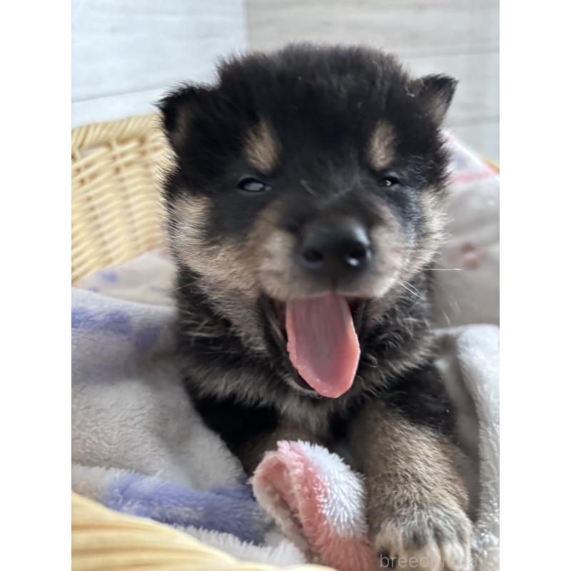 販売中の静岡県の柴犬-455711の5枚目