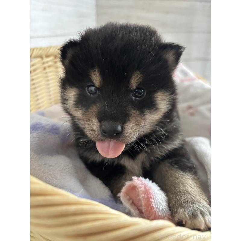 販売中の静岡県の柴犬-455711の4枚目