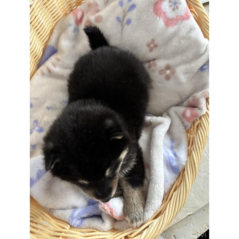 販売中の静岡県の柴犬-455711の3枚目