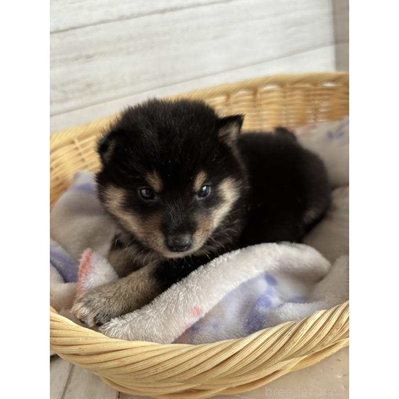 販売中の静岡県の柴犬-455711の2枚目