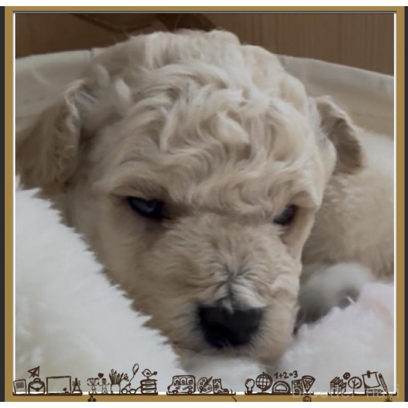 販売中の兵庫県のタイニープードル-455712の7枚目