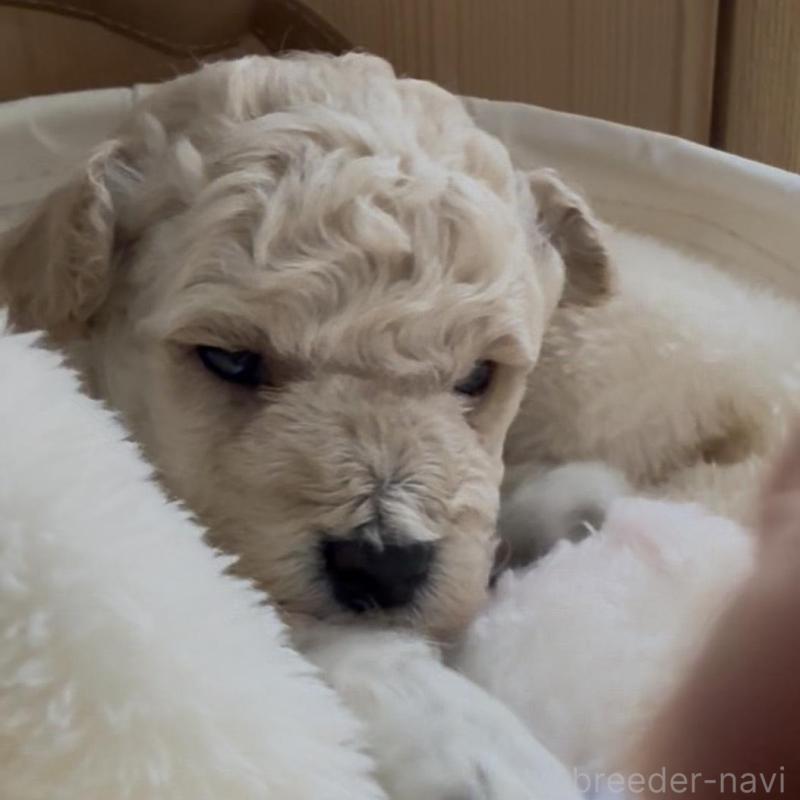 販売中の兵庫県のタイニープードル-455712の6枚目