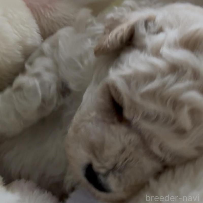 販売中の兵庫県のタイニープードル-455712の5枚目