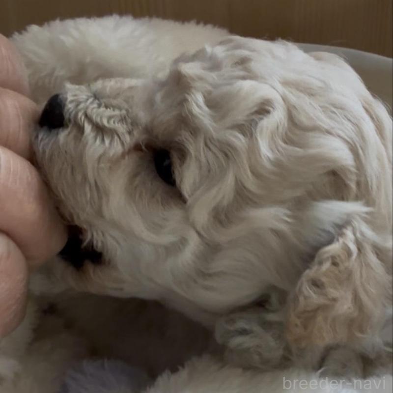 販売中の兵庫県のタイニープードル-455712の4枚目