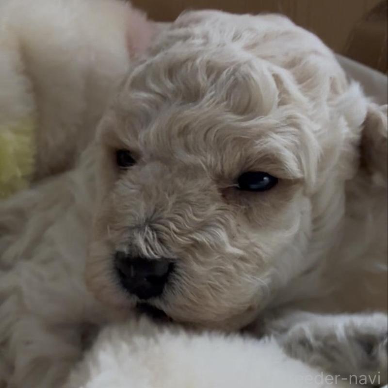 販売中の兵庫県のタイニープードル-455712の3枚目