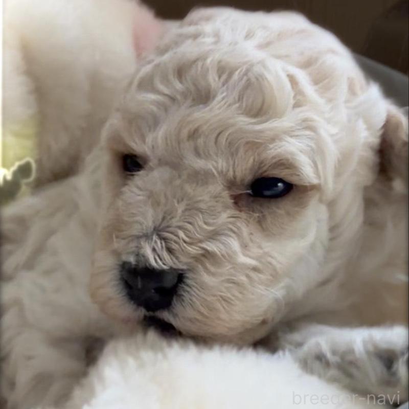 販売中の兵庫県のタイニープードル-455712の2枚目