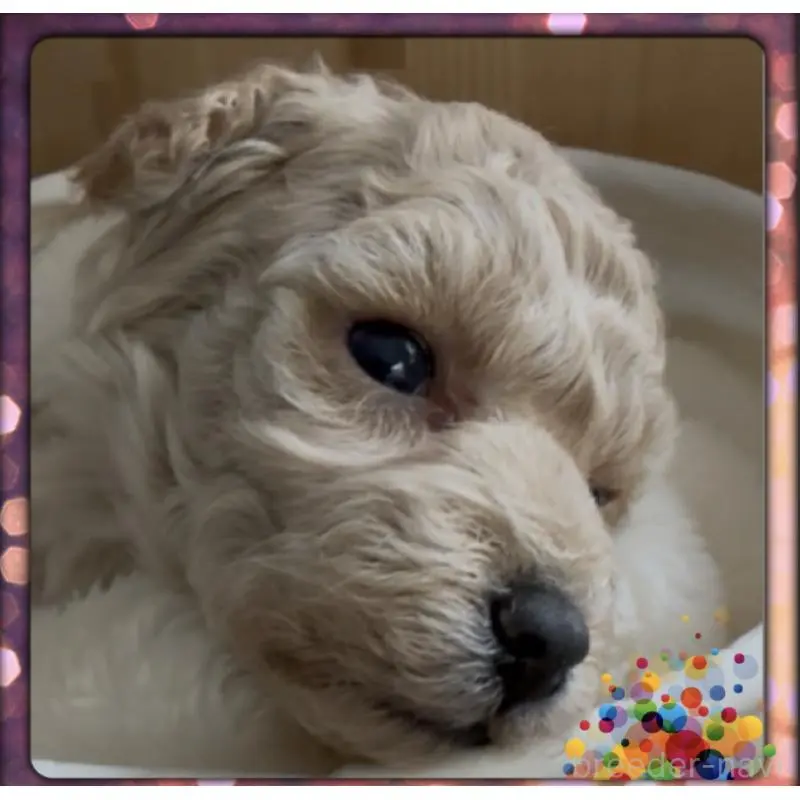 販売中の兵庫県のタイニープードル-455713の7枚目