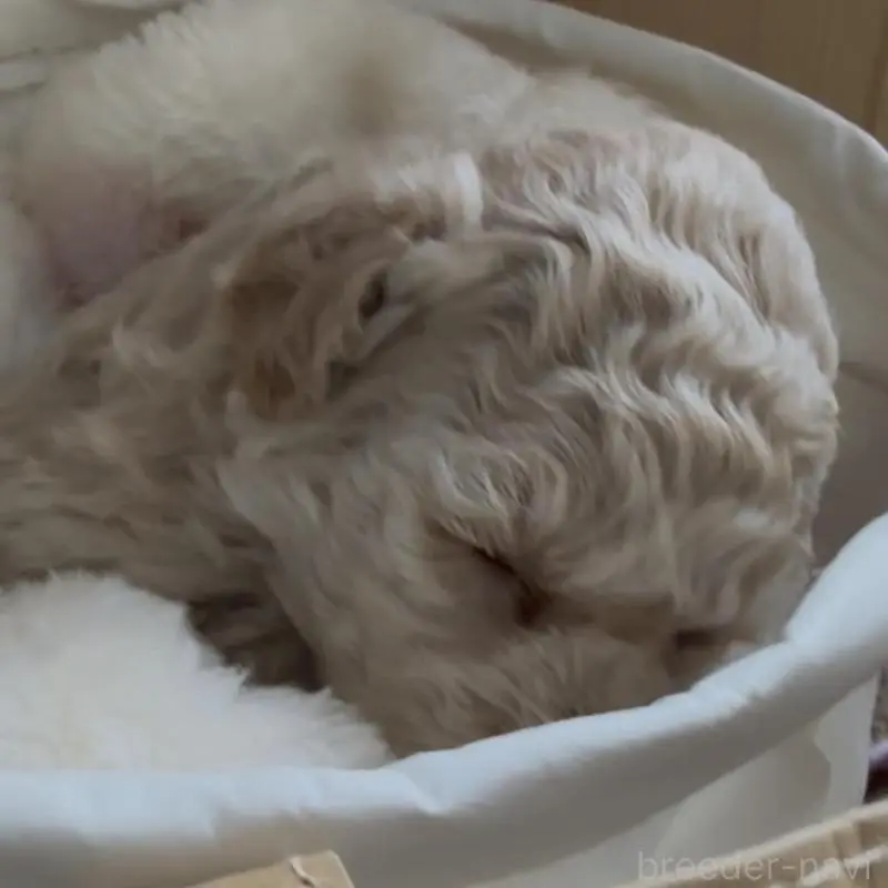 販売中の兵庫県のタイニープードル-455713の6枚目