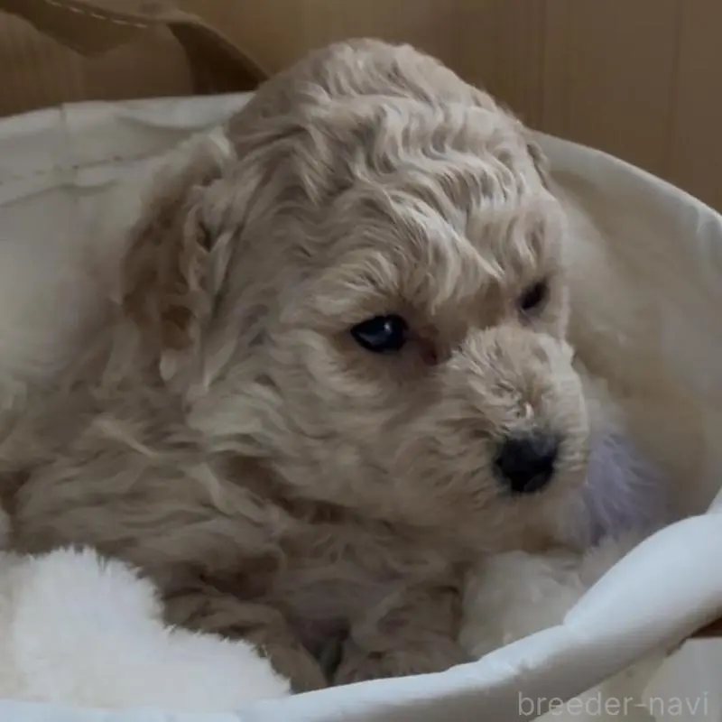 販売中の兵庫県のタイニープードル-455713の5枚目