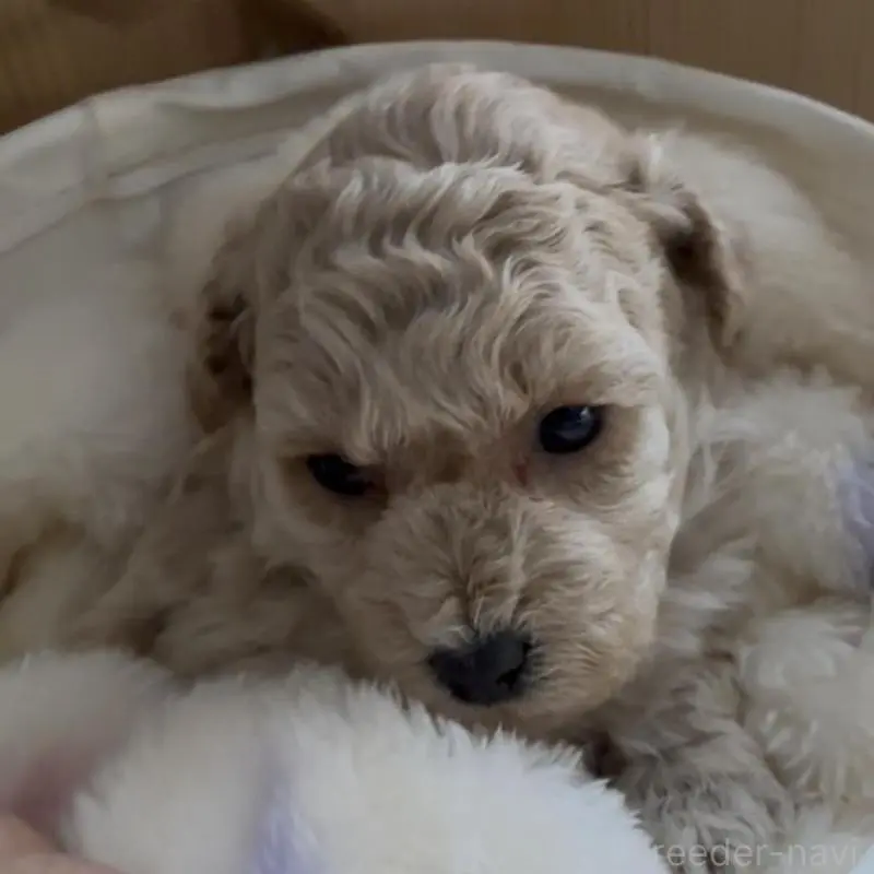 販売中の兵庫県のタイニープードル-455713の4枚目