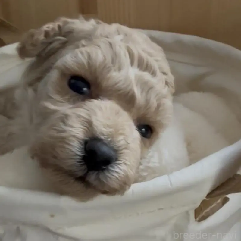 販売中の兵庫県のタイニープードル-455713の3枚目