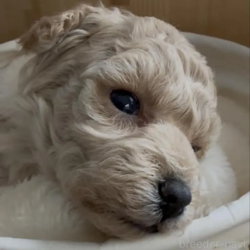 販売中の兵庫県のタイニープードル-455713の2枚目