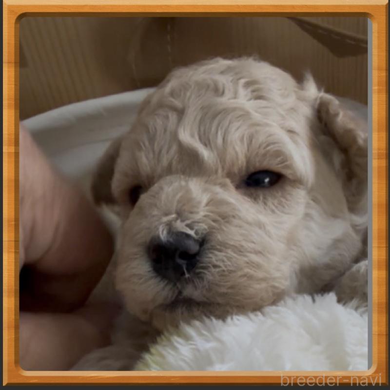 販売中の兵庫県のタイニープードル-455714の7枚目