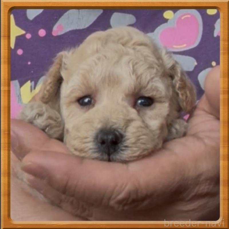 販売中の兵庫県のタイニープードル-455714