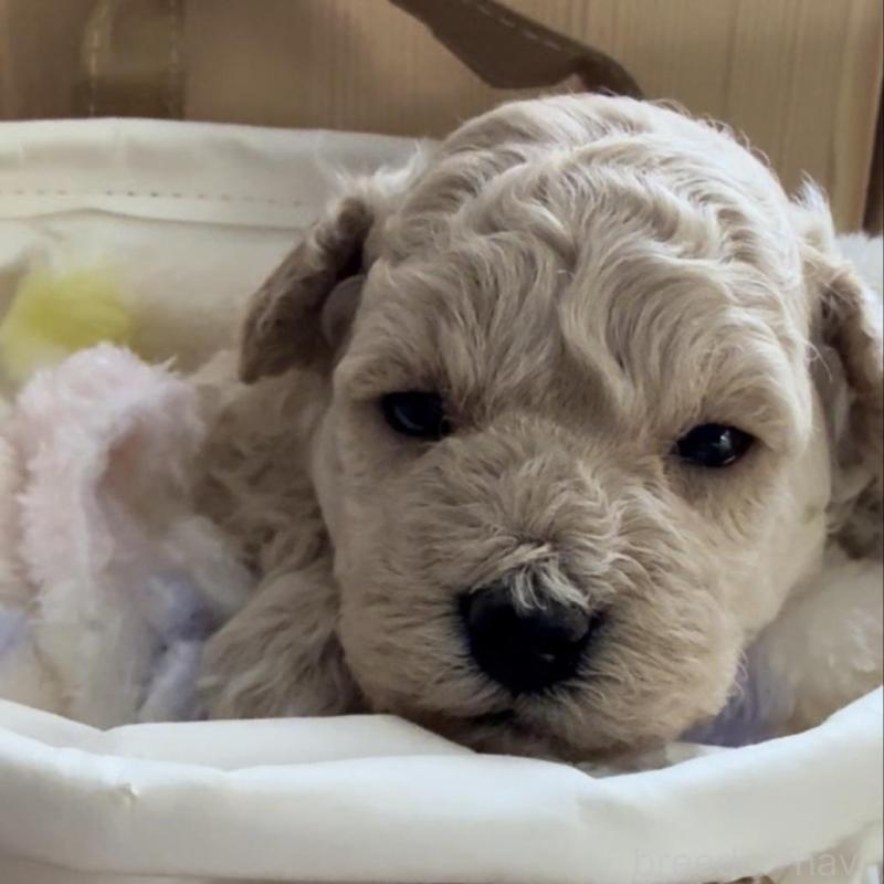 販売中の兵庫県のタイニープードル-455714の6枚目