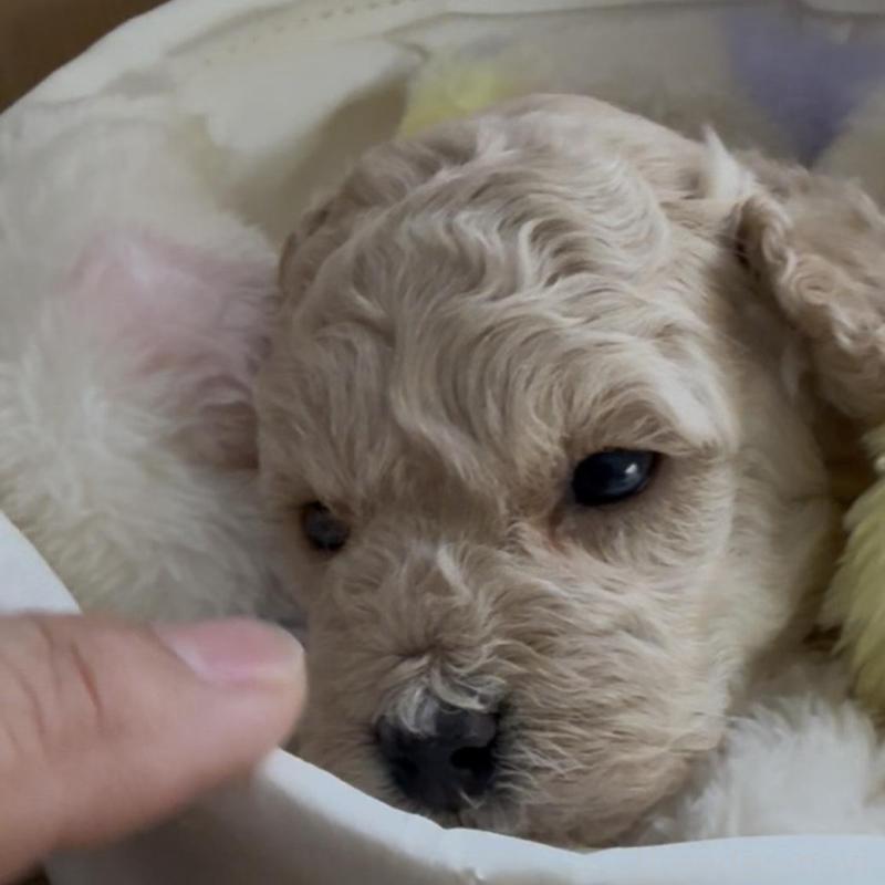 販売中の兵庫県のタイニープードル-455714の5枚目