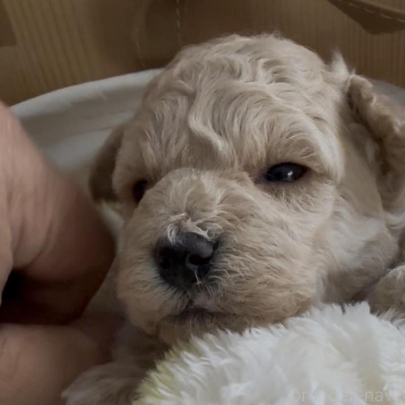 販売中の兵庫県のタイニープードル-455714の4枚目