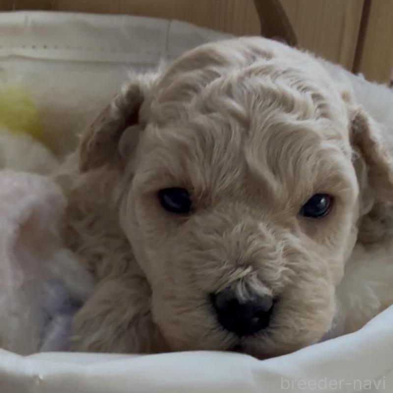 販売中の兵庫県のタイニープードル-455714の3枚目