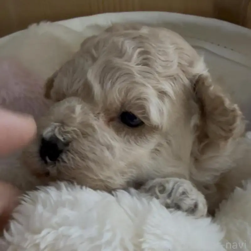 販売中の兵庫県のタイニープードル-455714の2枚目