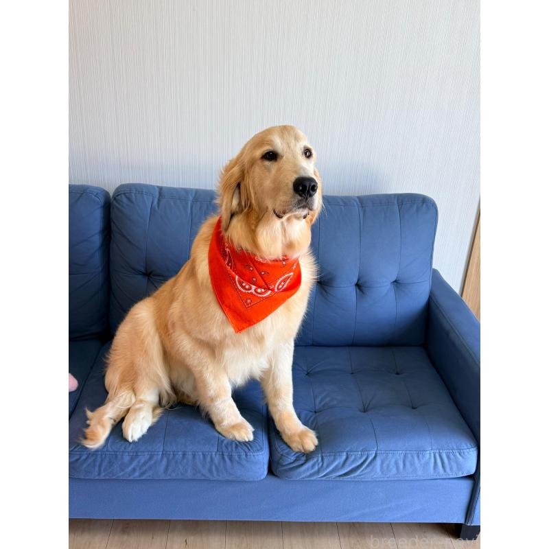 販売中の静岡県のゴールデンレトリーバー-455716の2枚目