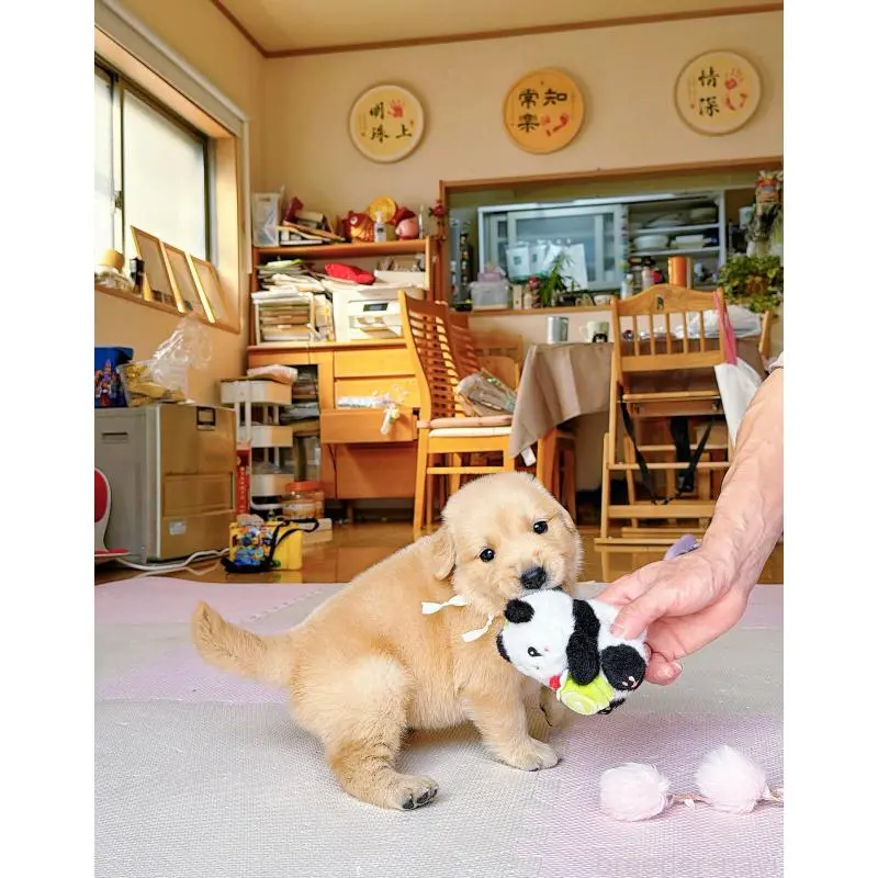 販売中の岐阜県のゴールデンレトリーバー-455715の15枚目