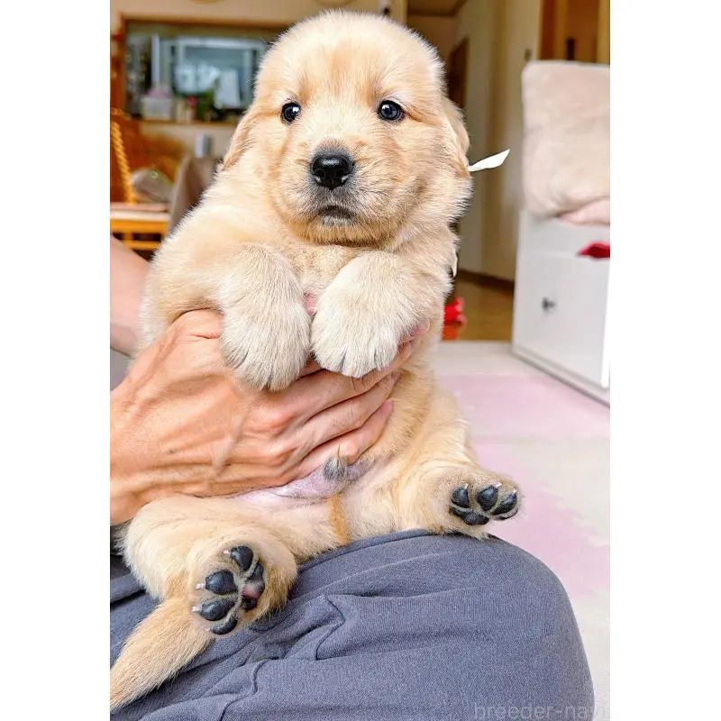 販売中の岐阜県のゴールデンレトリーバー-455715の14枚目