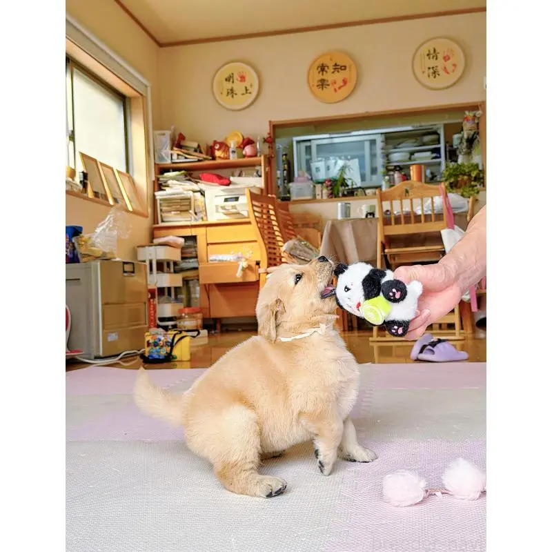 販売中の岐阜県のゴールデンレトリーバー-455715の13枚目