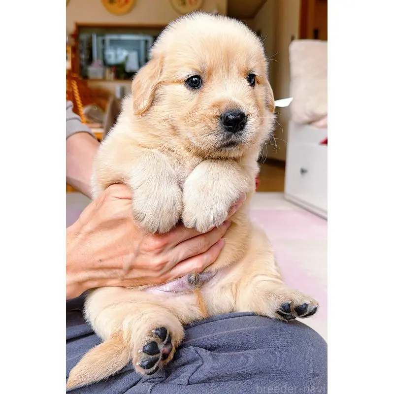 販売中の岐阜県のゴールデンレトリーバー-455715の12枚目