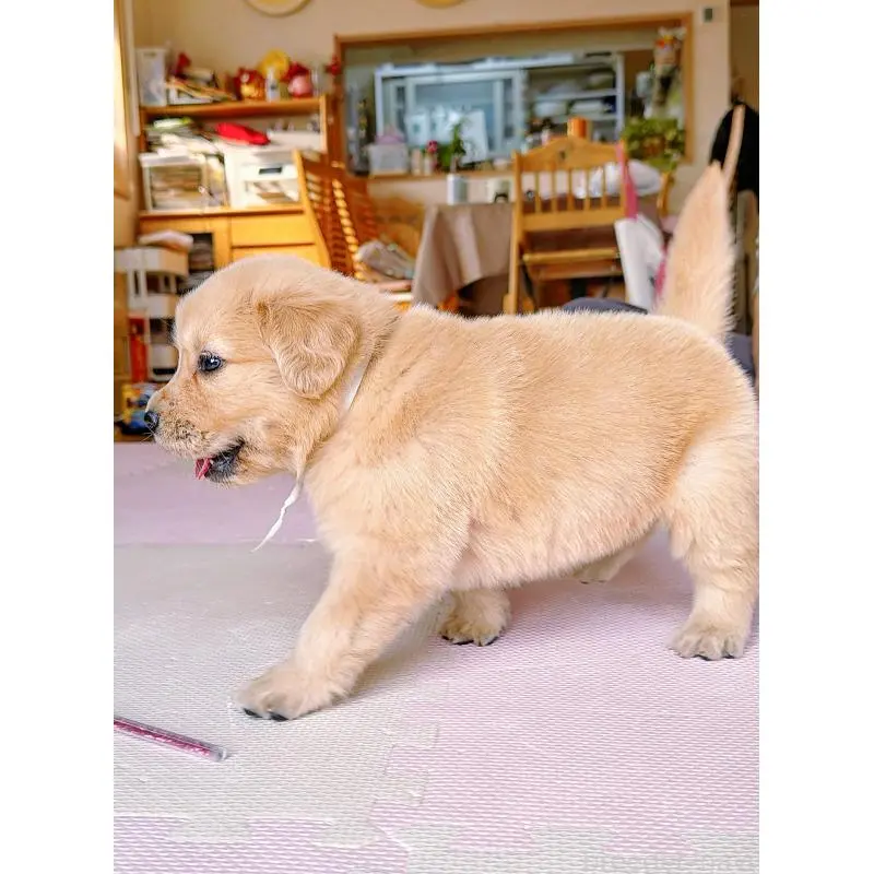 販売中の岐阜県のゴールデンレトリーバー-455715の11枚目