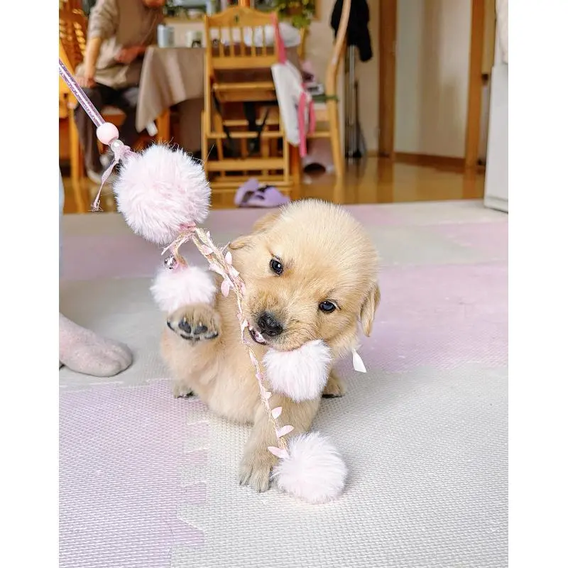 販売中の岐阜県のゴールデンレトリーバー-455715の10枚目