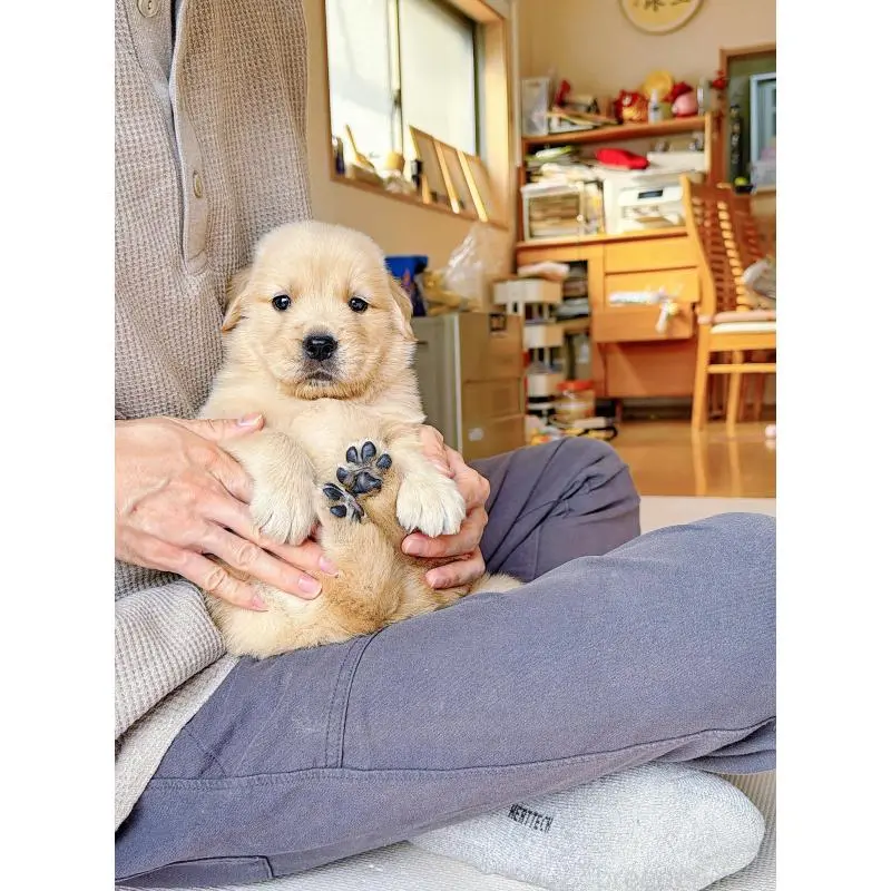 販売中の岐阜県のゴールデンレトリーバー-455715の9枚目