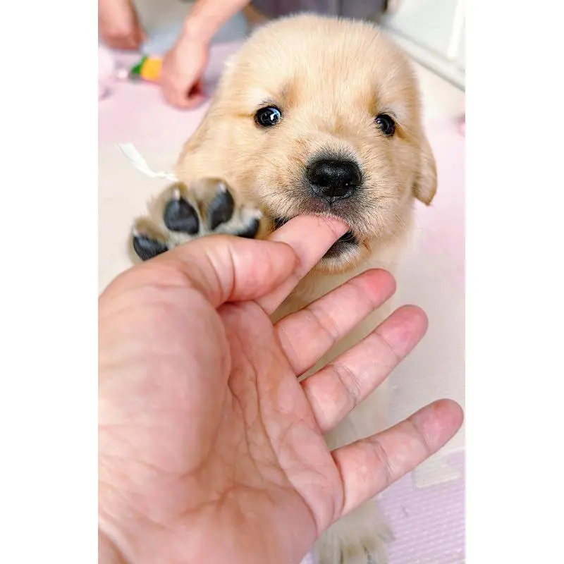 販売中の岐阜県のゴールデンレトリーバー-455715の8枚目