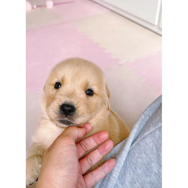 販売中の岐阜県のゴールデンレトリーバー-455715の7枚目