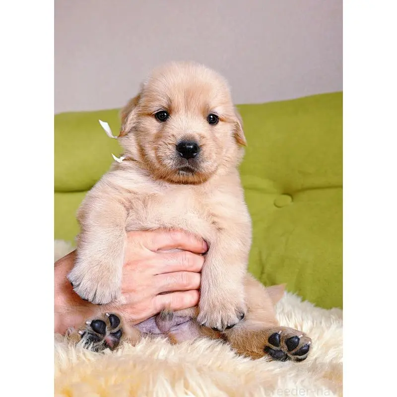 販売中の岐阜県のゴールデンレトリーバー-455715の6枚目