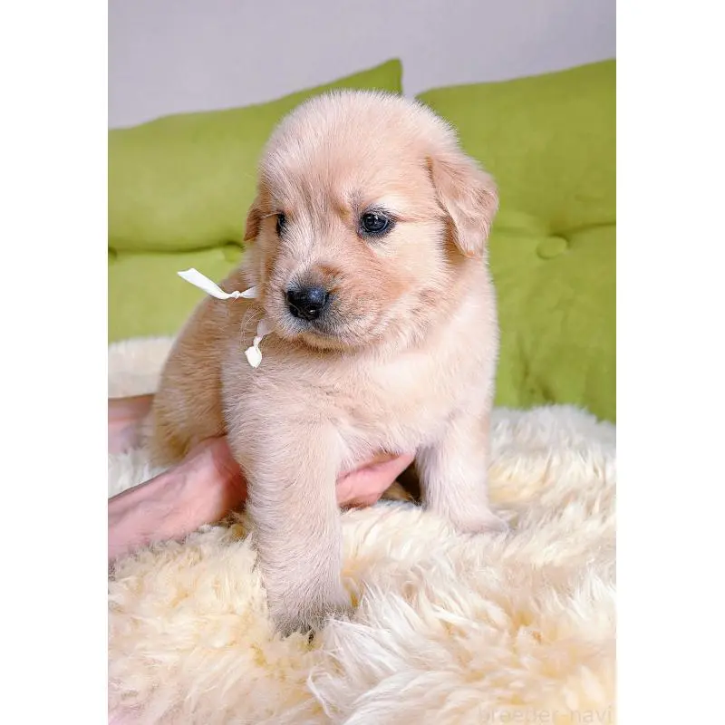 販売中の岐阜県のゴールデンレトリーバー-455715の5枚目