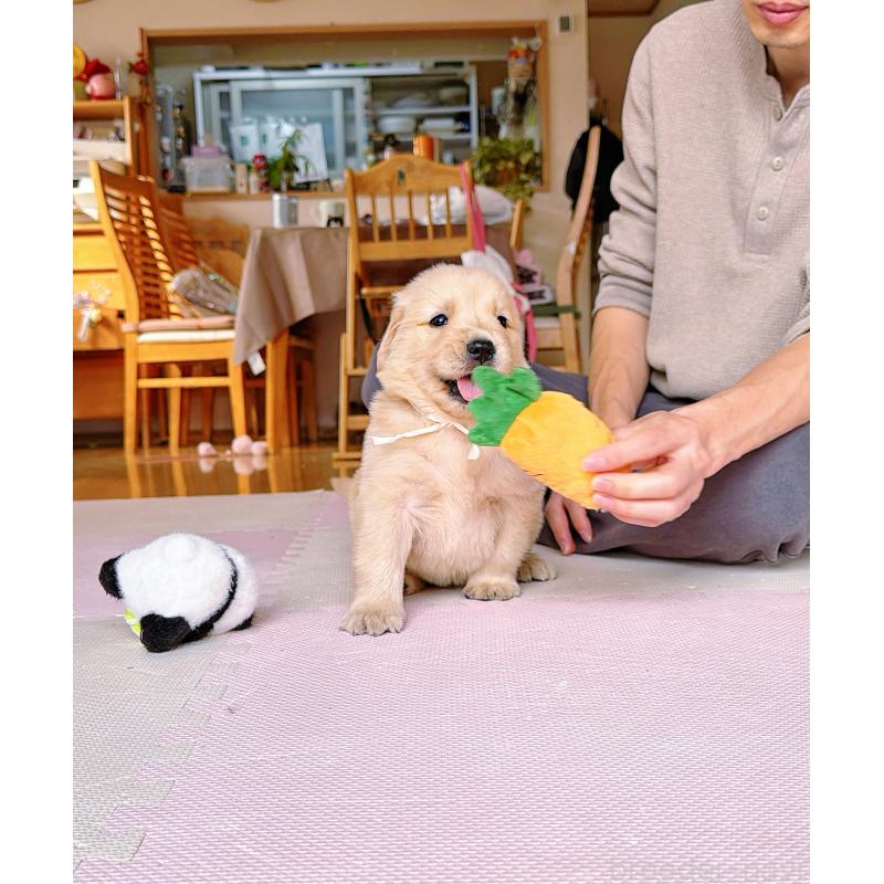 販売中の岐阜県のゴールデンレトリーバー-455715の4枚目